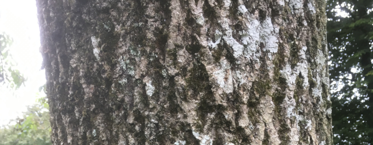 Designing With Tree Bark (Part 4) - Visual Acuity