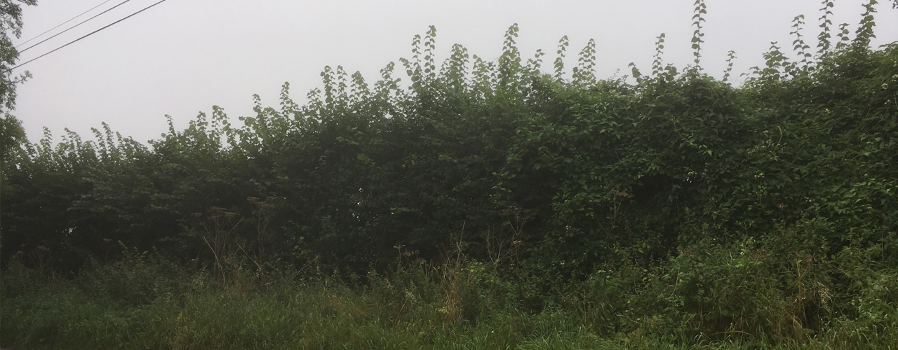 Mixed Native Hedges (Part 3) - Specification