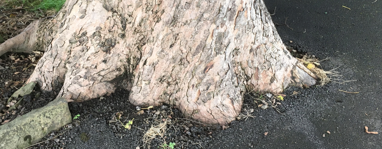 Residential Trees (Part 6) - Protecting Paving